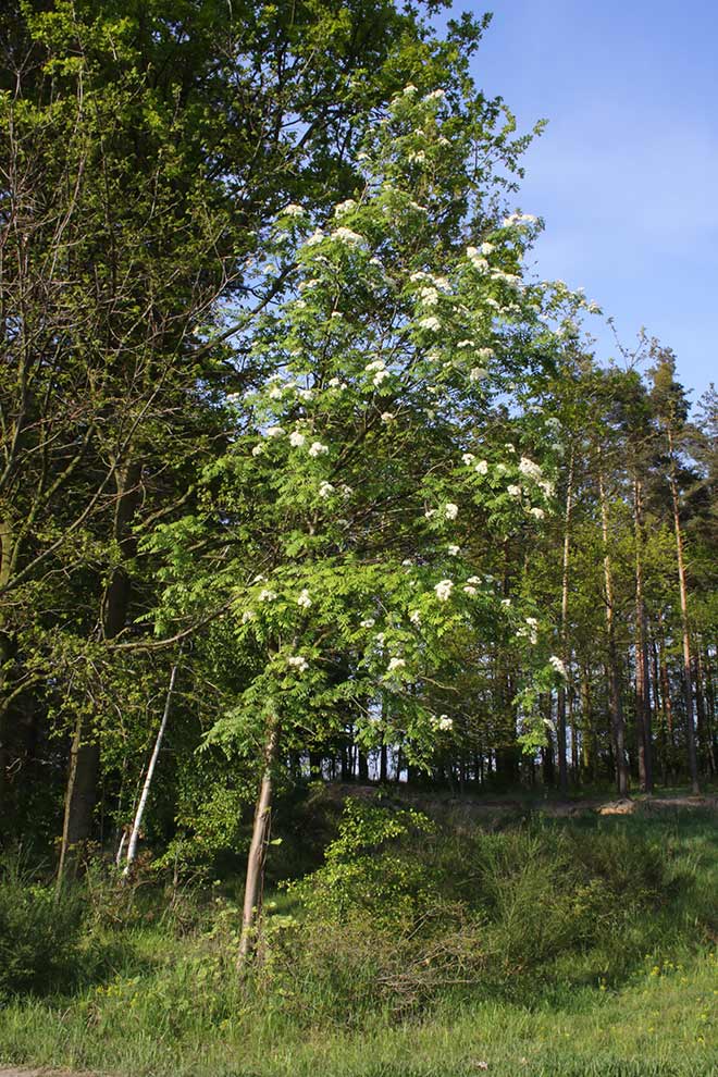 jarząb zwyczajny, jarzębina