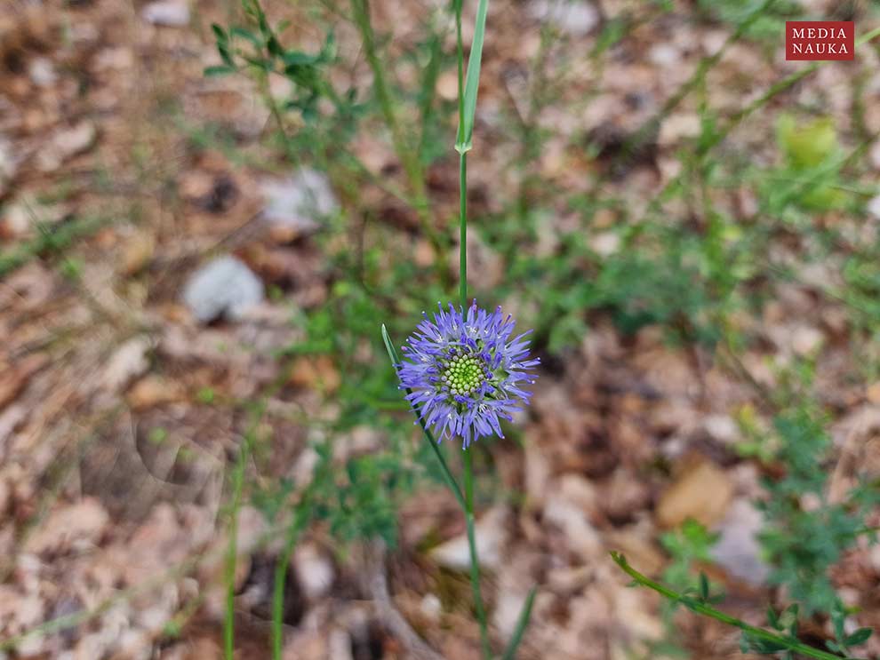 jasieniec piaskowy, jasieniec górski (Jasione montana)