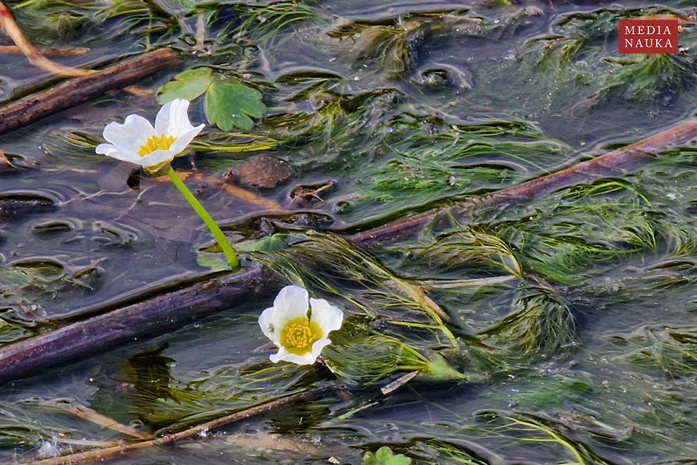 jaskier wodny (Ranunculus aquatilis)