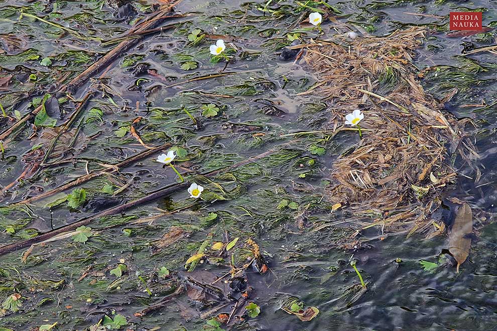 jaskier wodny (Ranunculus aquatilis)