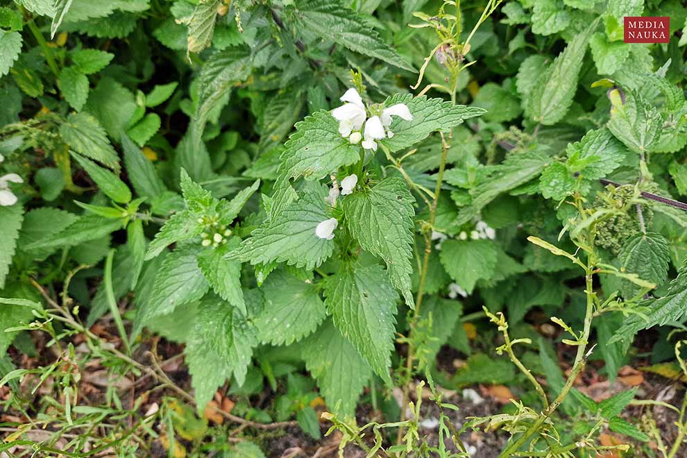 jasnota biała (Lamium album)