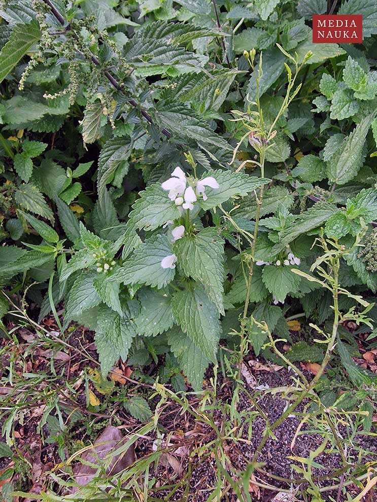 jasnota biała (Lamium album)