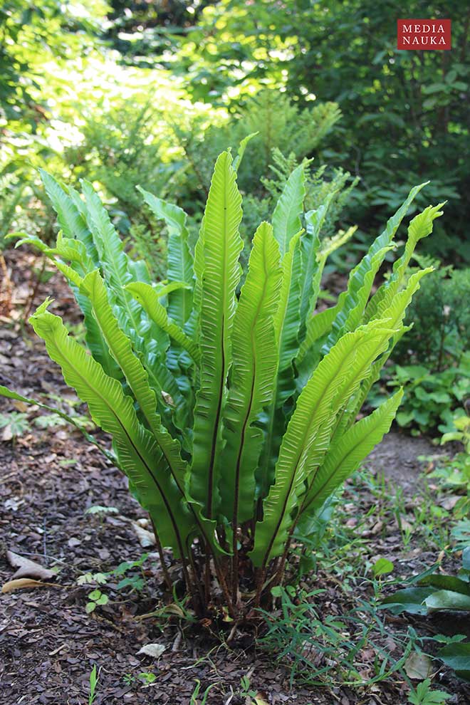 języcznik zwyczajny (Phyllitis scolopendrium)