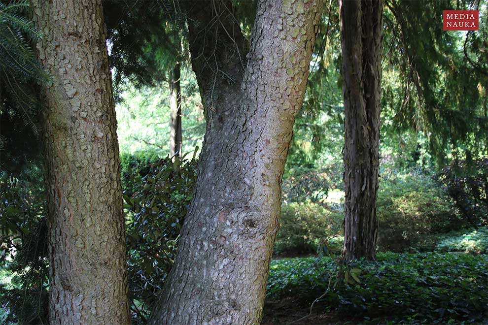 jodła grecka (Abies cephalonica)