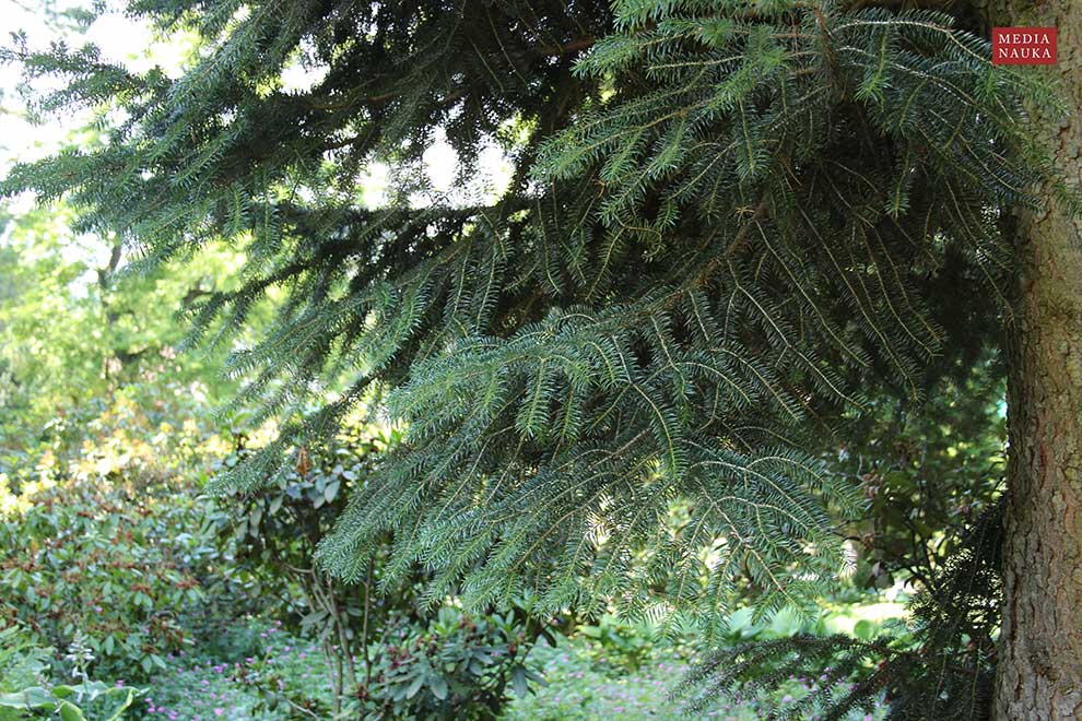 jodła grecka (Abies cephalonica)