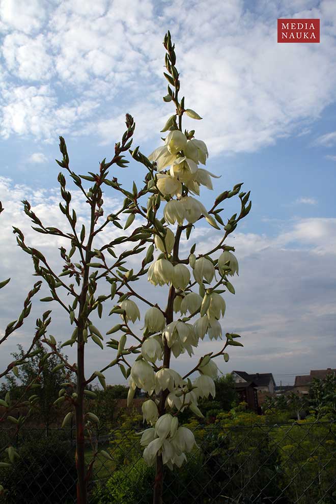 juka karolińska (Yucca filamentosa)