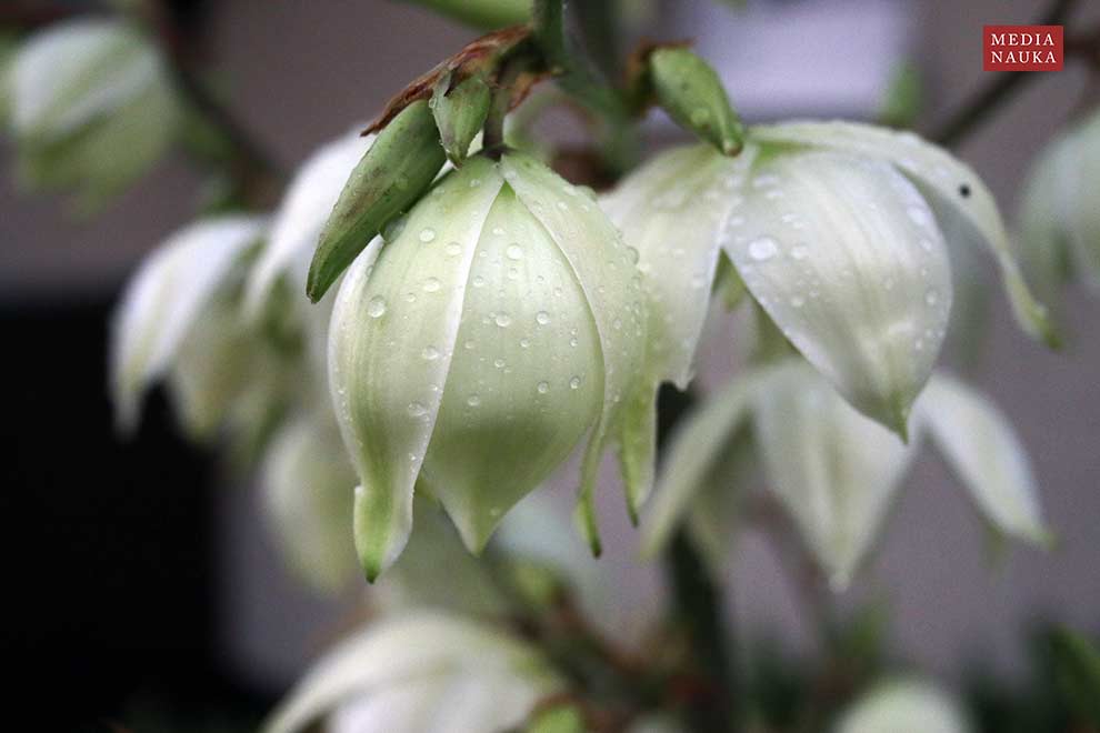 juka karolińska (Yucca filamentosa)