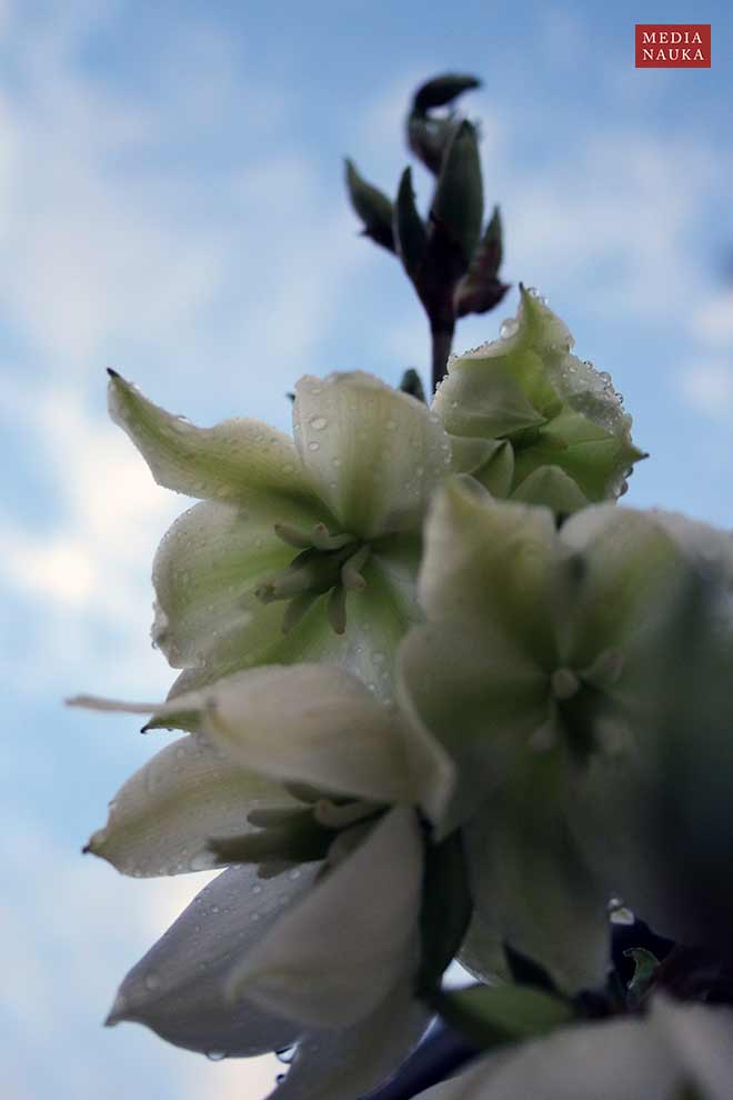 juka karolińska (Yucca filamentosa)