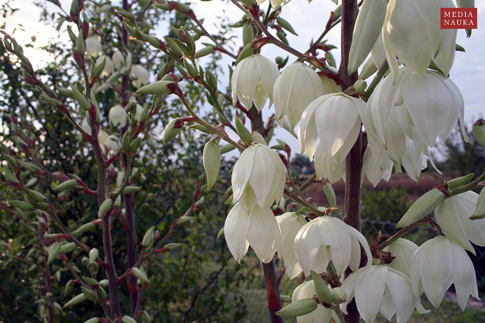 juka karolińska (Yucca filamentosa)