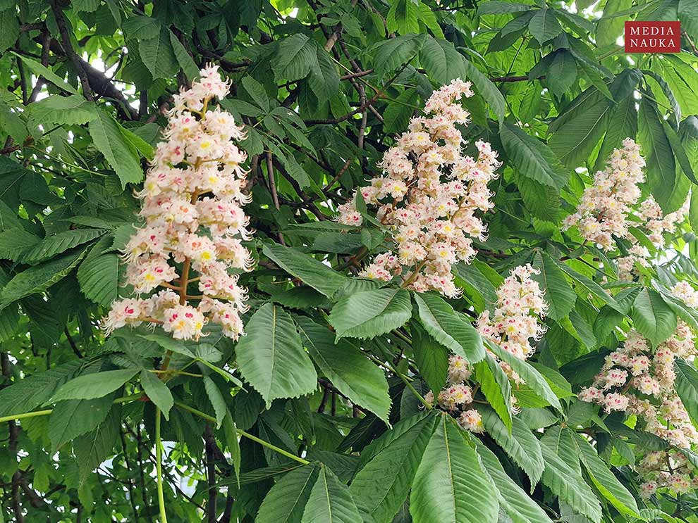 kasztanowiec zwyczajny, kasztanowiec biały (Aesculus hippocastanum)