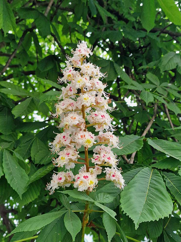 kasztanowiec zwyczajny, kasztanowiec biały (Aesculus hippocastanum)