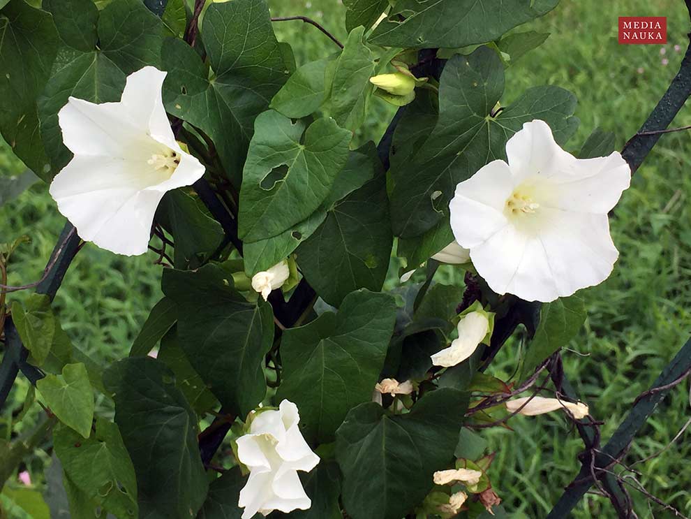 kielisznik zaroślowy (Calystegia sepium)