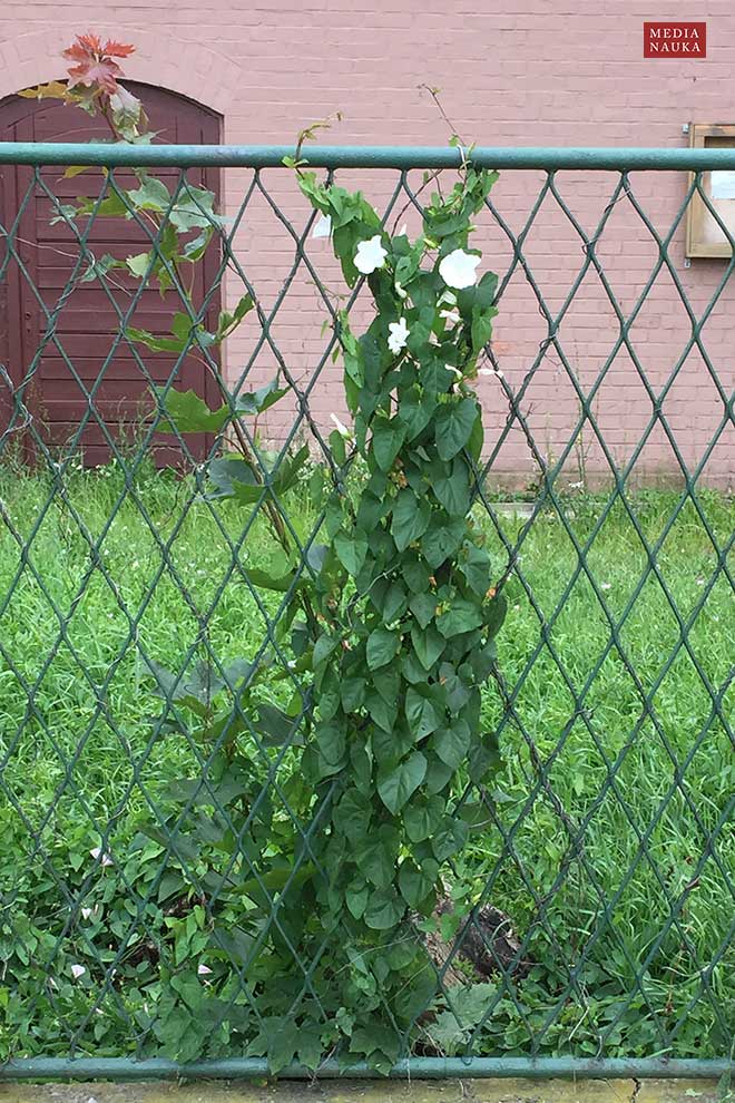 kielisznik zaroślowy (Calystegia sepium)