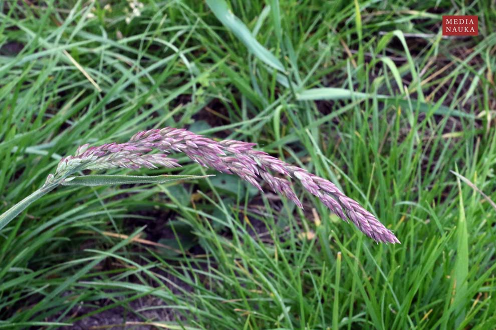 kłosówka wełnista (Holcus lanatus)