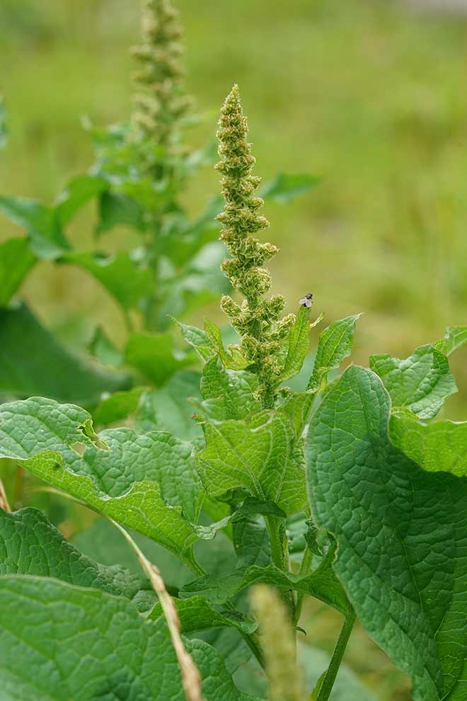 komosa strzałkowata (Chenopodium bonus-henricus)
