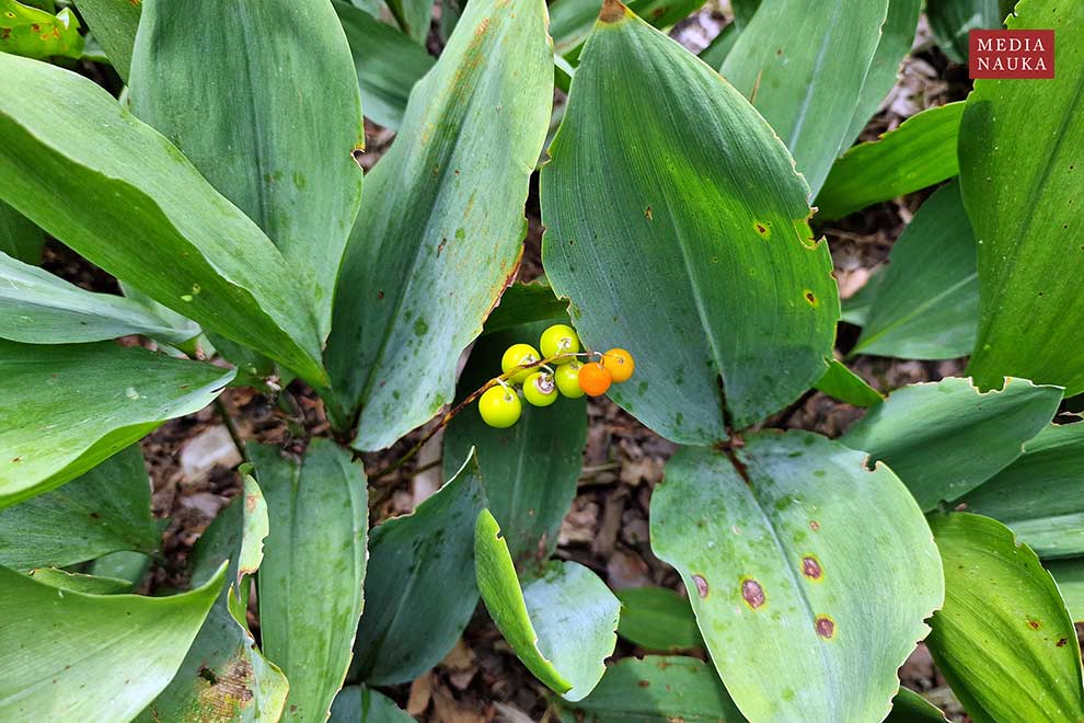 konwalia majowa, lanuszka (Convallaria majalis)