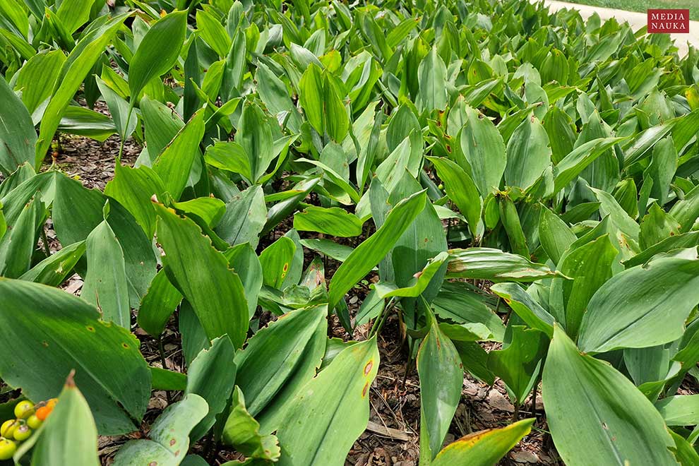 konwalia majowa, lanuszka (Convallaria majalis)