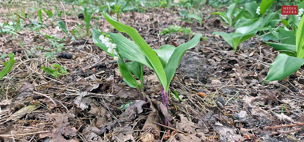 konwalia majowa, lanuszka (Convallaria majalis)