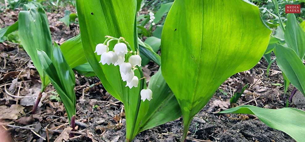 konwalia majowa, lanuszka (Convallaria majalis)