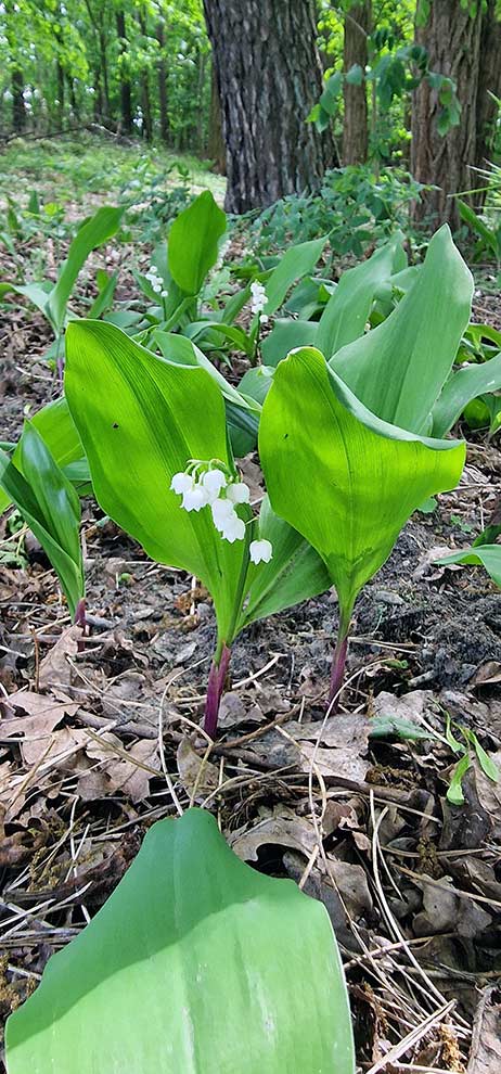 konwalia majowa, lanuszka (Convallaria majalis)
