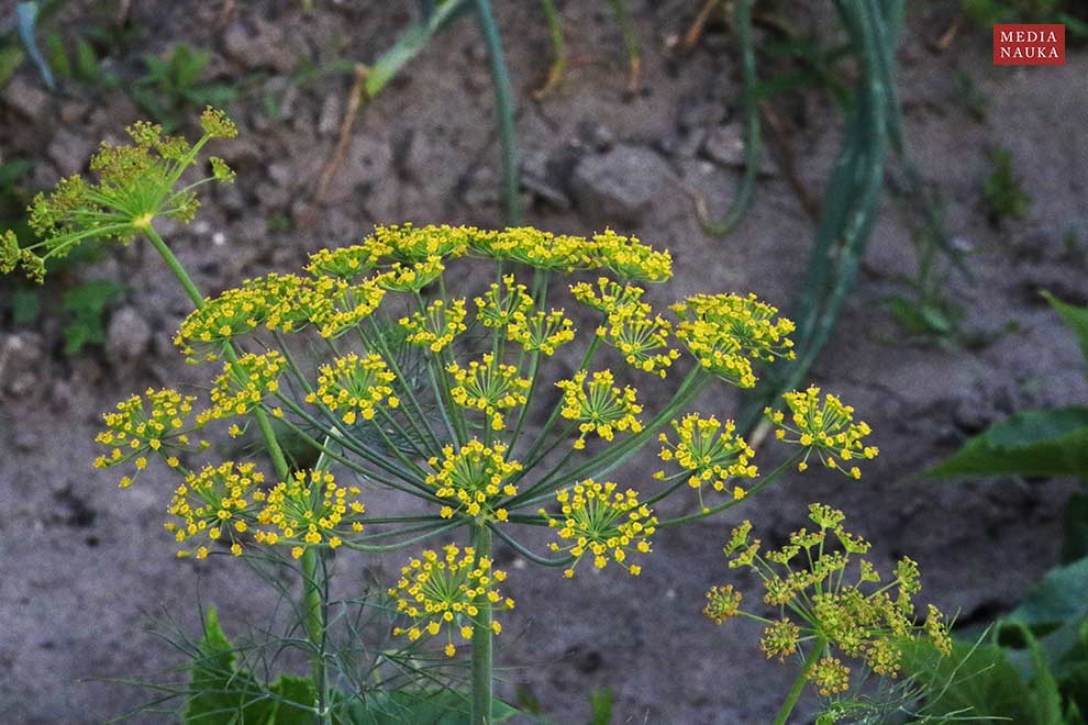 koper ogrodowy (Anethum graveolens)