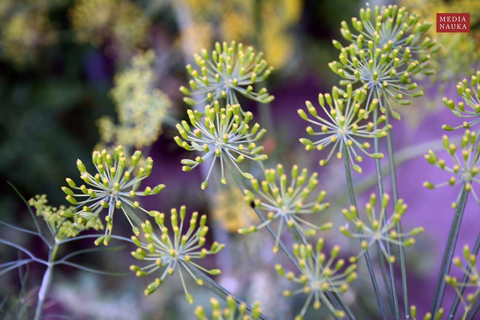 koper ogrodowy (Anethum graveolens)