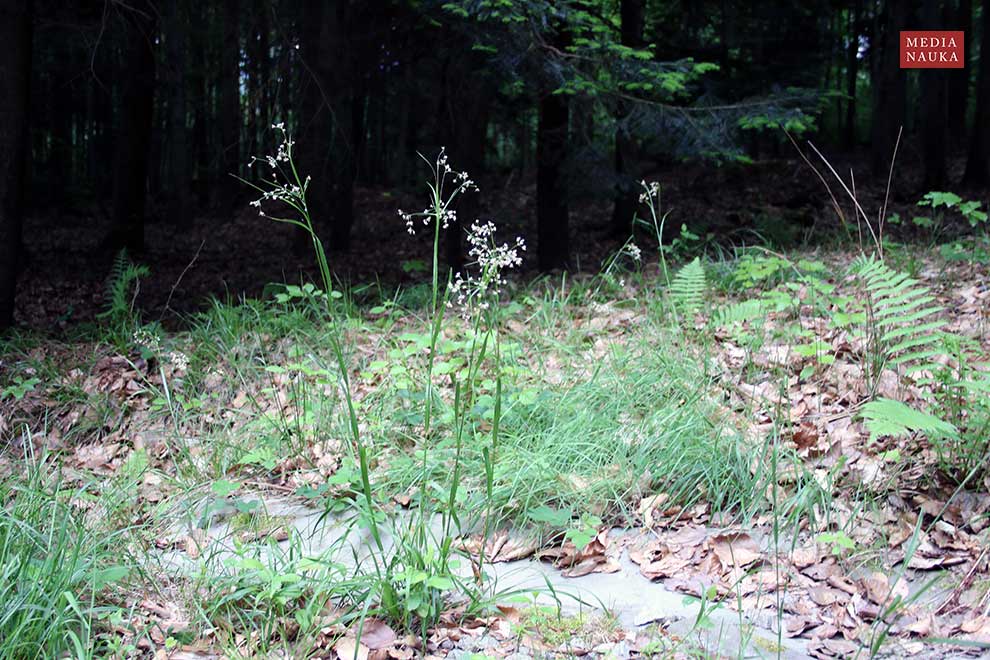 kosmatka gajowa (Luzula luzuloides)