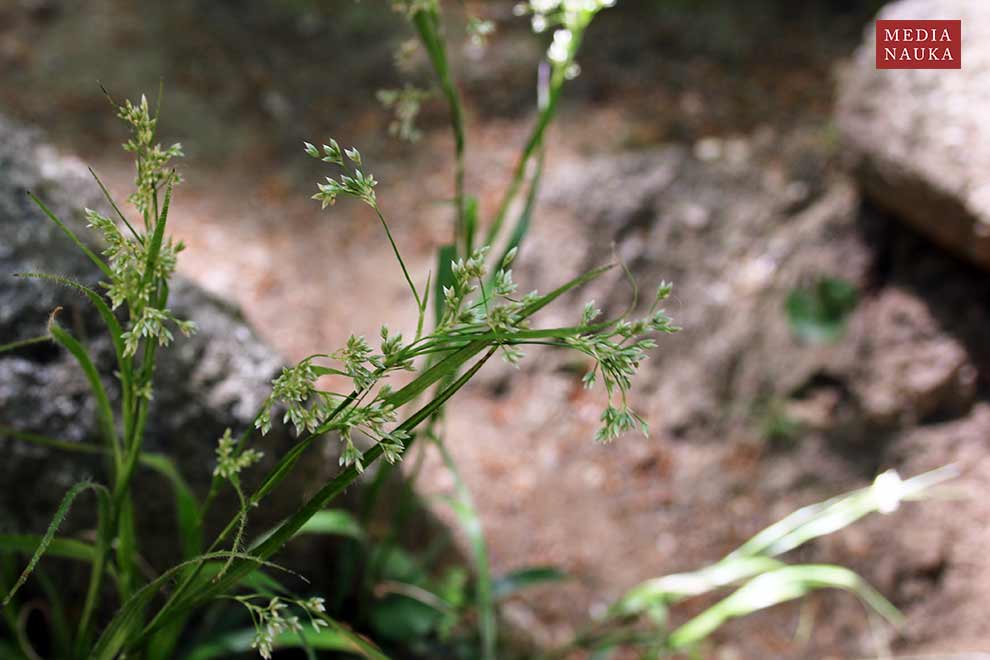 kosmatka gajowa (Luzula luzuloides)