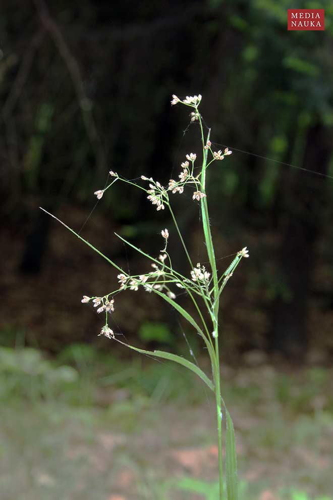 kosmatka gajowa (Luzula luzuloides)