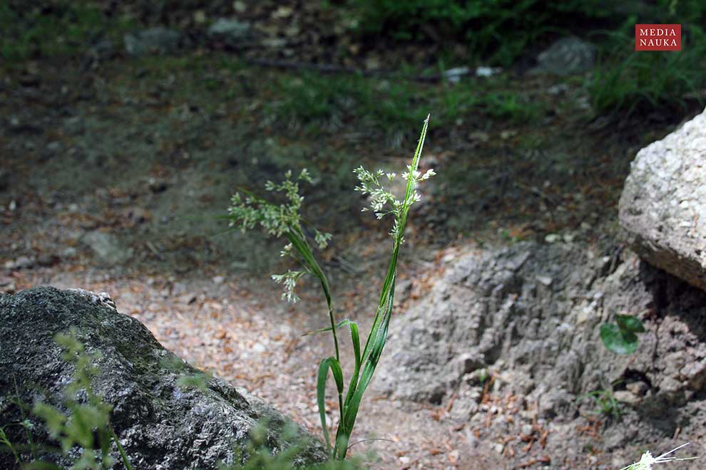 kosmatka gajowa (Luzula luzuloides)