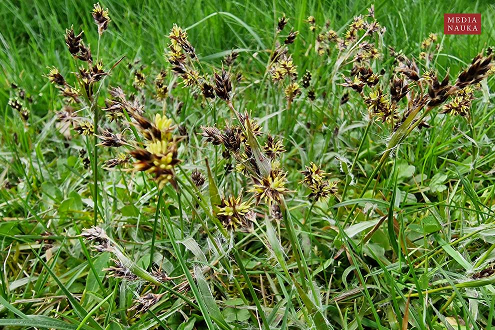 kosmatka polna (Luzula campestris)