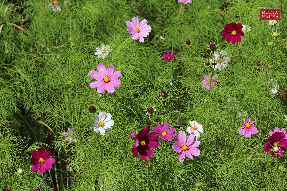 kosmos pierzasty (Cosmos bipinnatus)