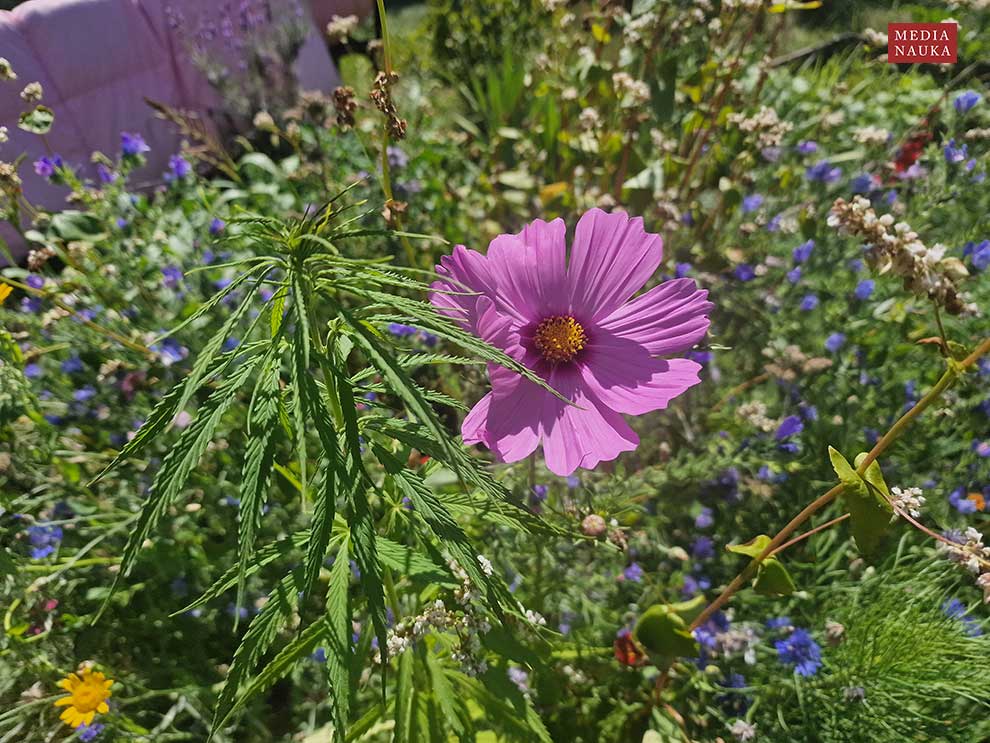 kosmos pierzasty (Cosmos bipinnatus)