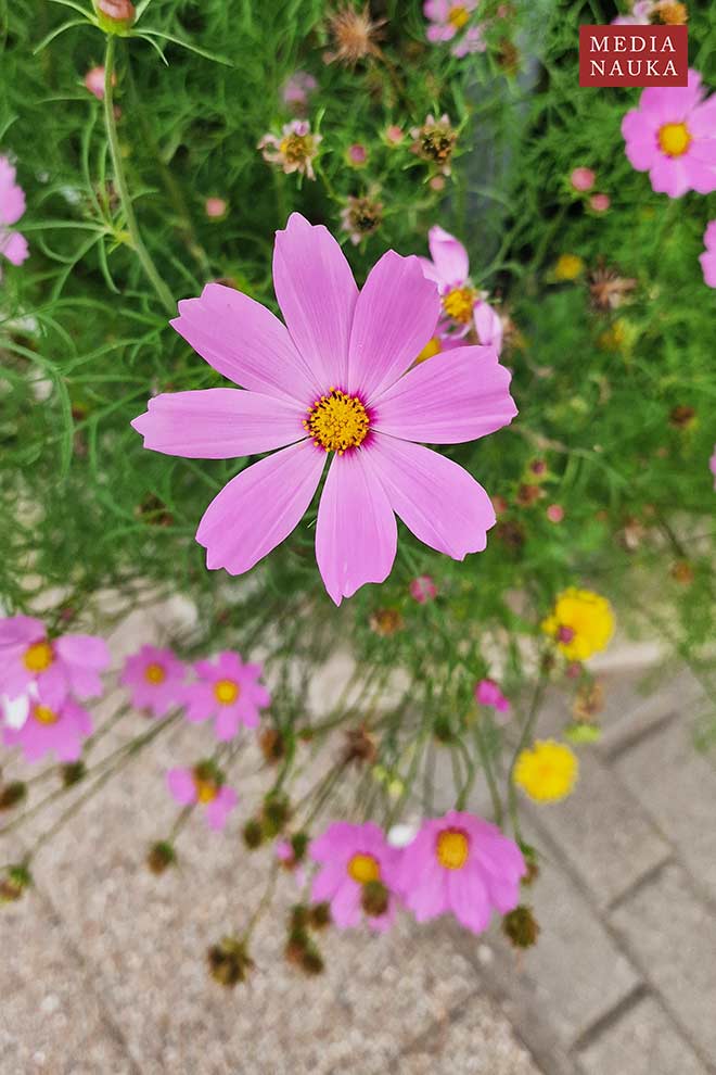 kosmos pierzasty (Cosmos bipinnatus)