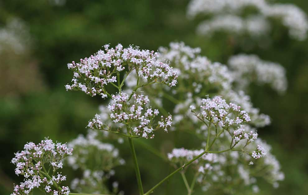 kozłek lekarski (Valeriana officinalis)