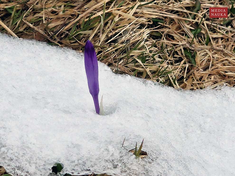 szafran wiosenny, krokus