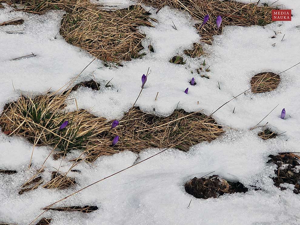 szafran wiosenny, krokus