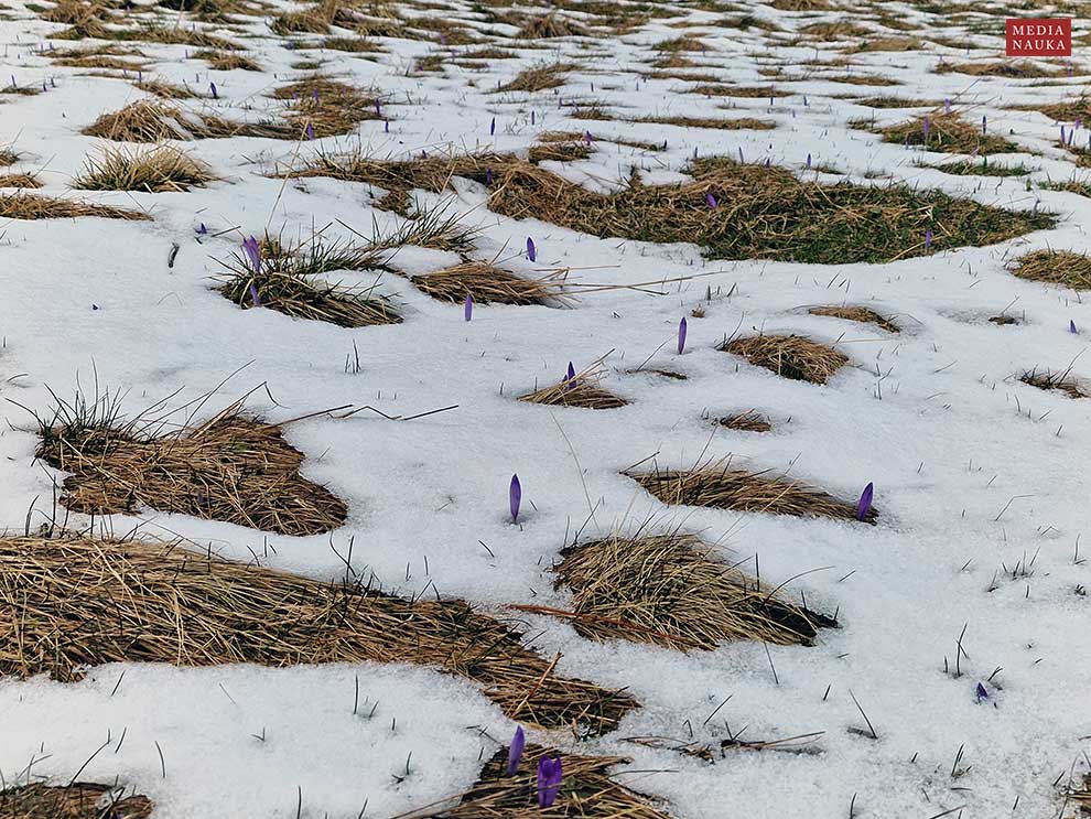 szafran wiosenny, krokus