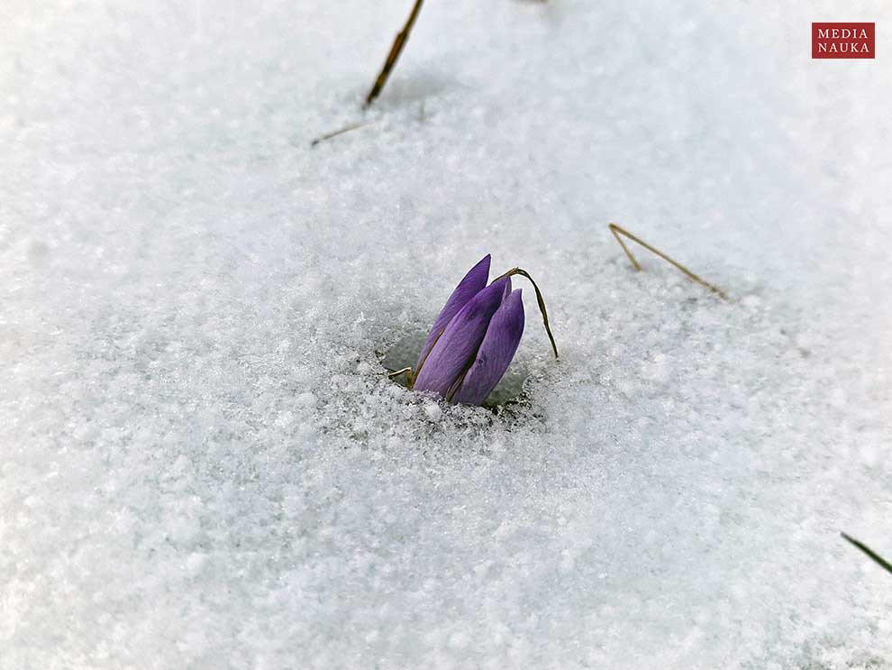 szafran wiosenny, krokus