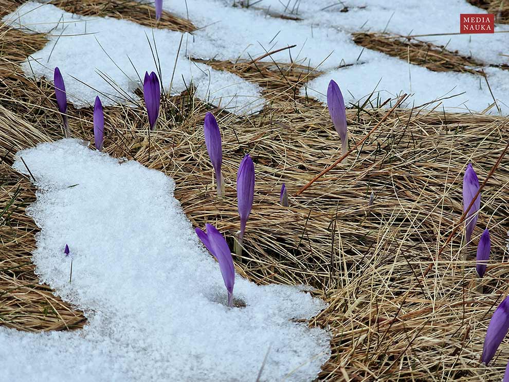 szafran wiosenny, krokus