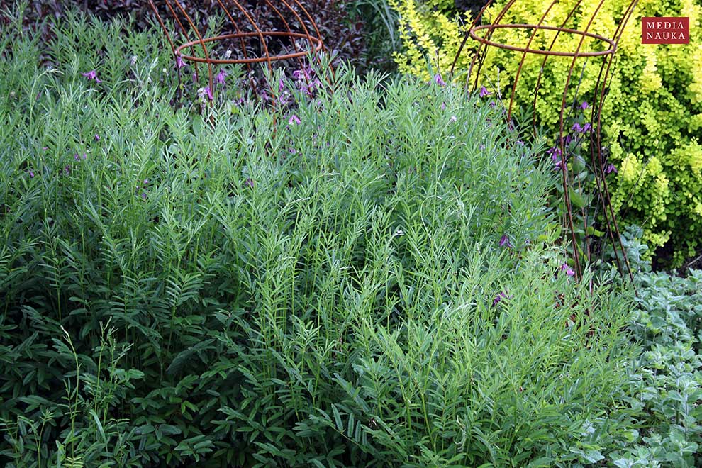 krwiściąg lekarski (Sanguisorba officinalis)