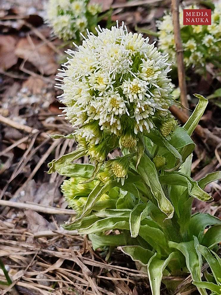 lepiężnik biały (Petasites albus)