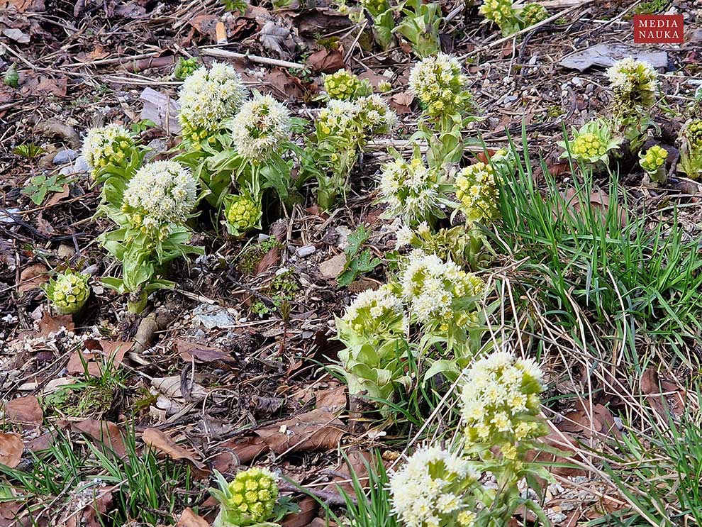 lepiężnik biały (Petasites albus)