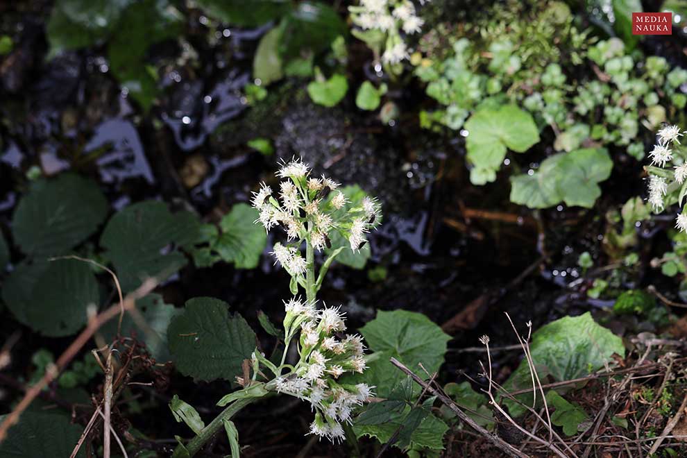 lepiężnik biały (Petasites albus)