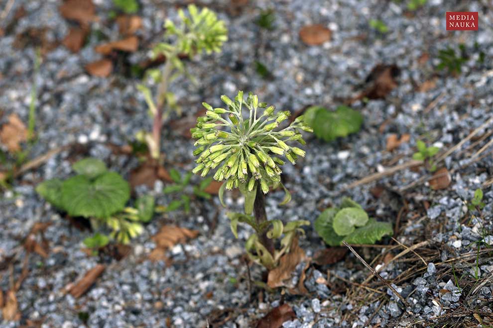 lepiężnik biały (Petasites albus)