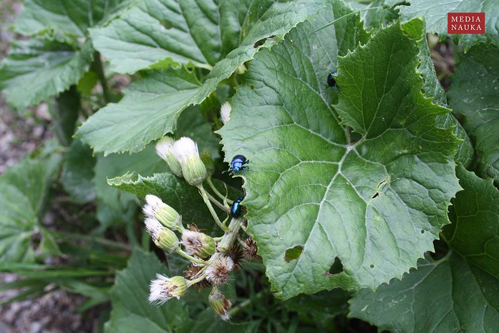 lepiężnik biały (Petasites albus)