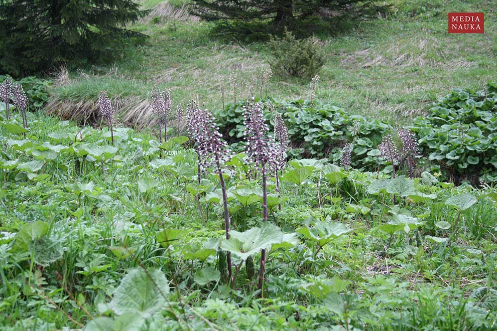 lepiężnik różowy (Petasites hybridus)