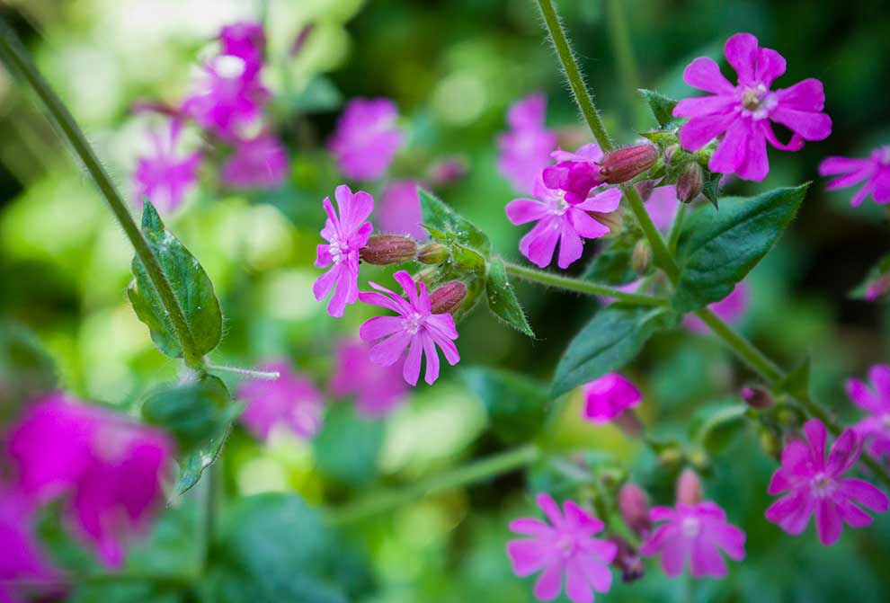 lepnica czerwona, bniec czerwony (Silene dioica)