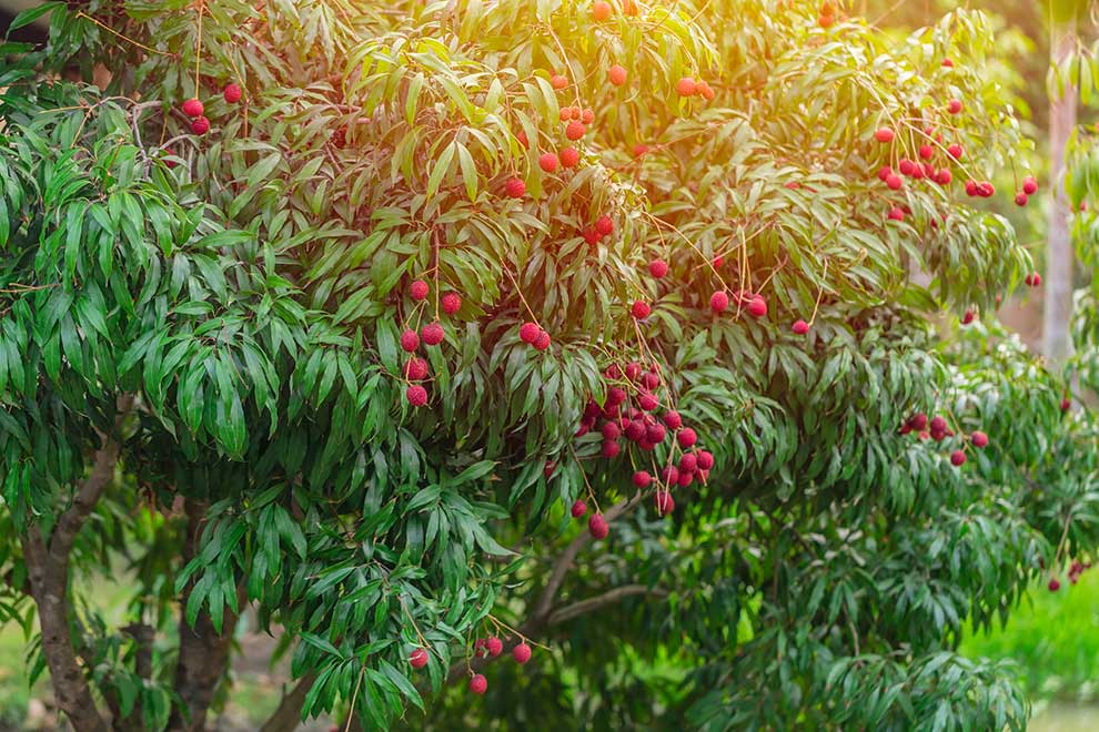 liczi chińskie (Litchi chinensis)