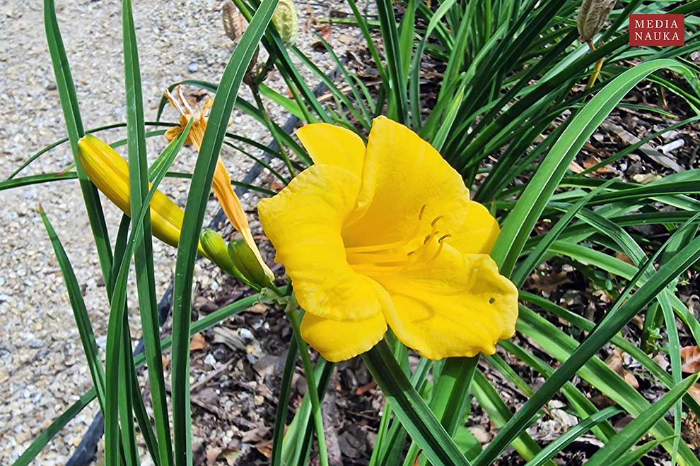 liliowiec żółty (Hemerocallis lilioasphodelus)